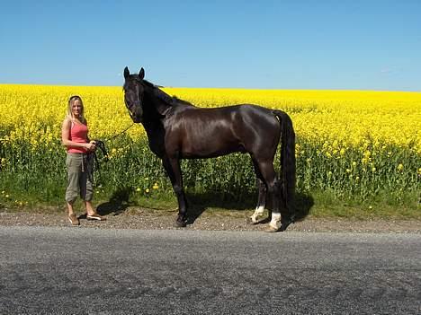 Dansk Varmblod Justen Joy Hill billede 9