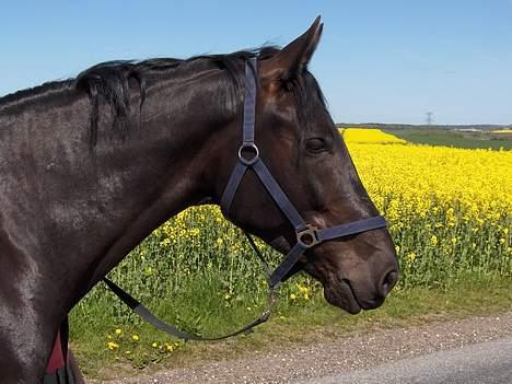 Dansk Varmblod Justen Joy Hill billede 13