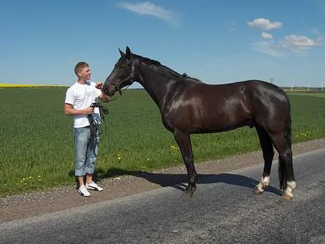 Dansk Varmblod Justen Joy Hill billede 14