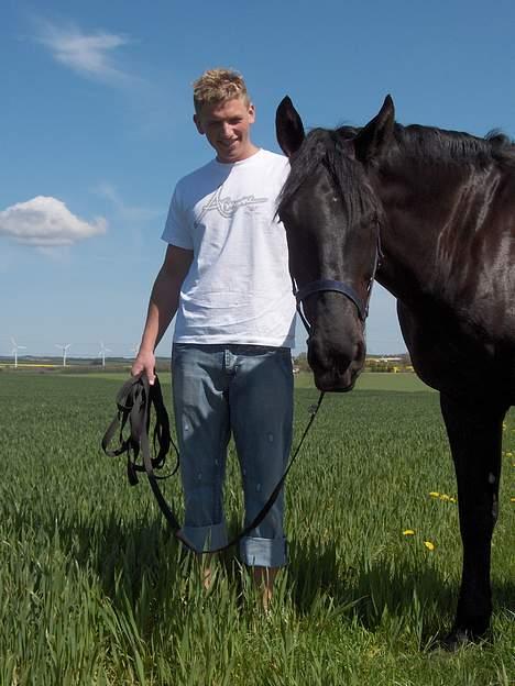 Dansk Varmblod Justen Joy Hill billede 15