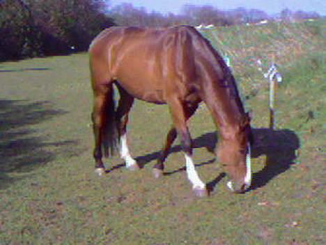 Anden særlig race Bertil billede 17