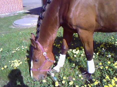 Anden særlig race Bertil billede 18