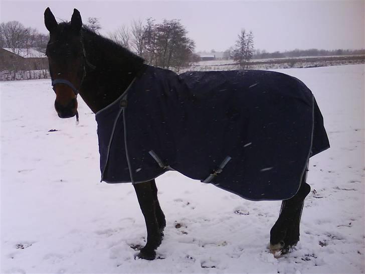 Pinto Whitney - Vinter 08 billede 8