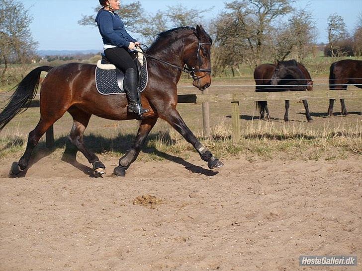 Pinto Whitney - Whitney og Nalle i en herlig øgening billede 11