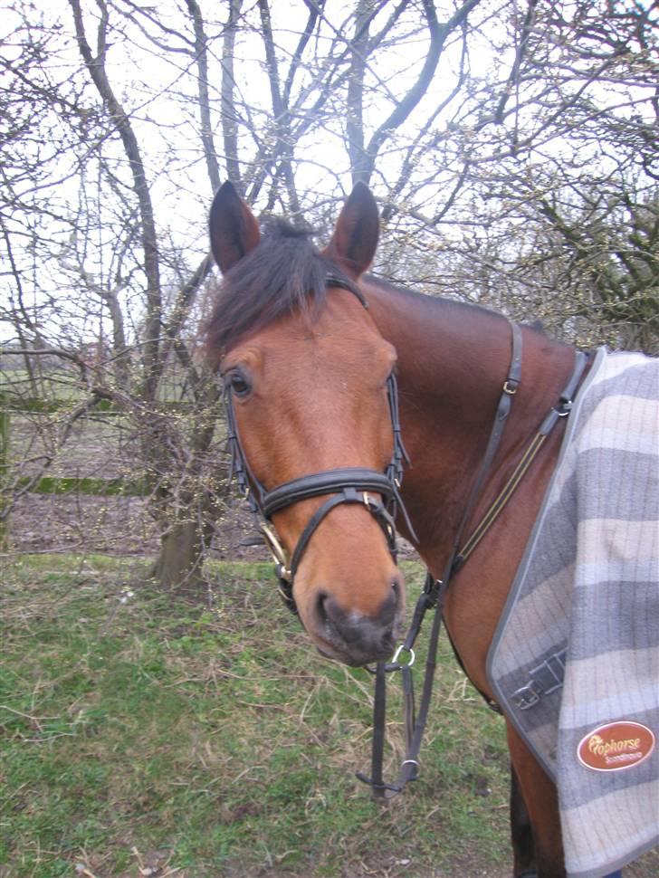 Anden særlig race Kally * R.I.P* 19/3-08 <3 - ¤Nyt!¤Sidste billed mens han var rask. Efter sidste ridetur... En super skøn spring time, hvor han havde været super sød.. <´3  billede 12