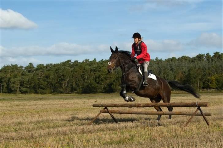 Pinto Whitney - Til jagt i Hals 2008. På vej over et spring :D billede 13