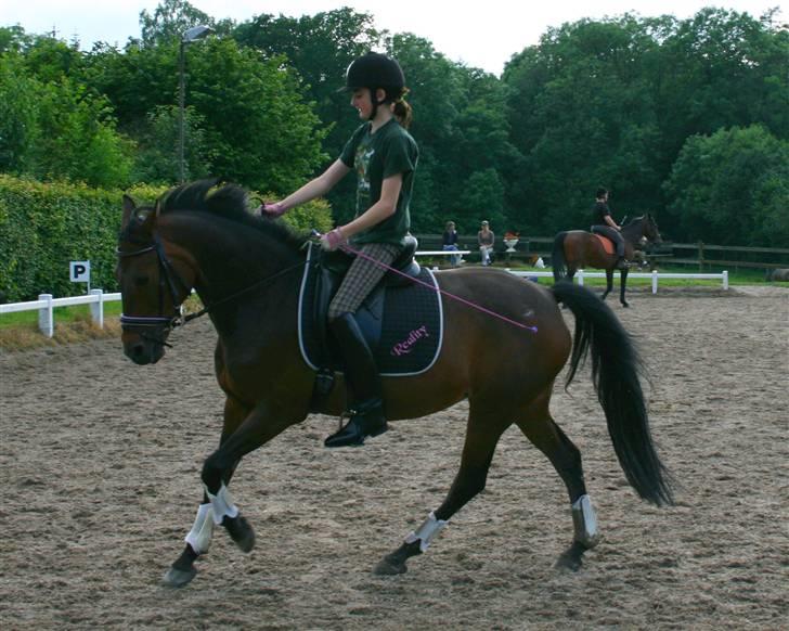 Westfaler Reality - I samlet galop !! Hun er sådan en fin lille hypper xD billede 9