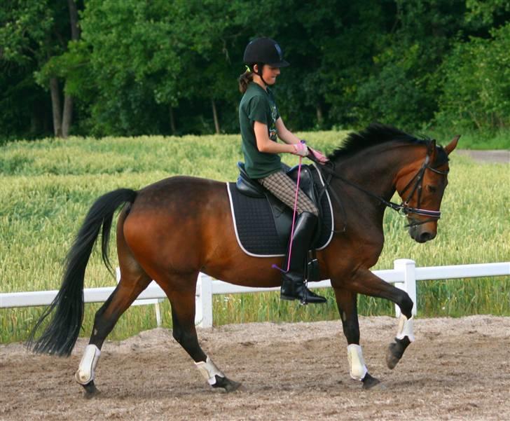Westfaler Reality - galop, dejlige Relly billede 10