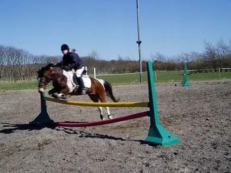 Pinto Josie - masterspringning på efterskolen, hvor jeg gik i 2005.  billede 5