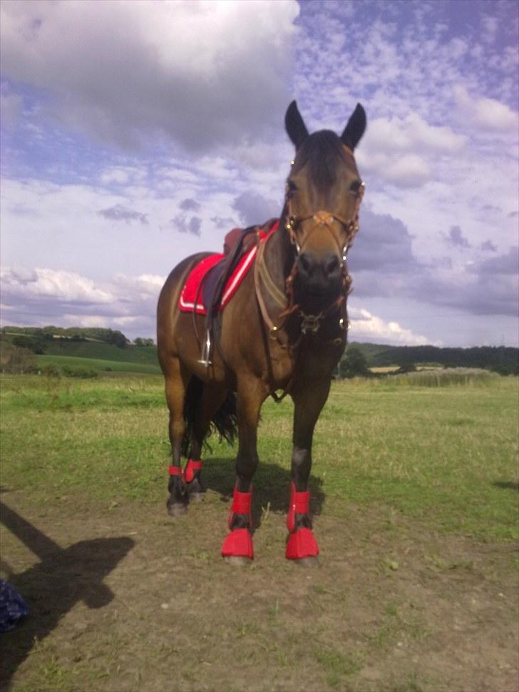 New Forest Loke Charmour Tornando  R.I.P. 14/4 - 2011 - Loke med sit røde udstyr billede 1