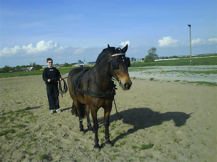 New Forest Loke Charmour Tornando  R.I.P. 14/4 - 2011 - Loke med seletøj billede 6