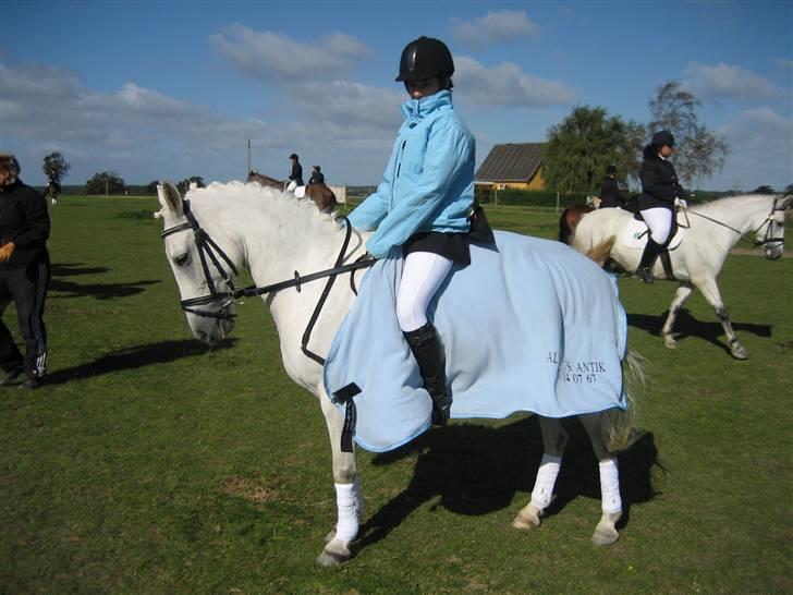 New Forest Firfod Aida billede 11