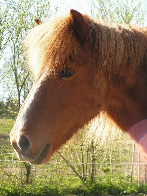 Islænder Logi ( Aflivet ) R.I.P billede 5