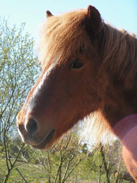 Islænder Logi ( Aflivet ) R.I.P billede 6