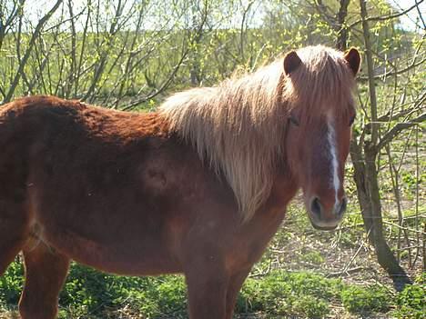 Islænder Logi ( Aflivet ) R.I.P billede 7