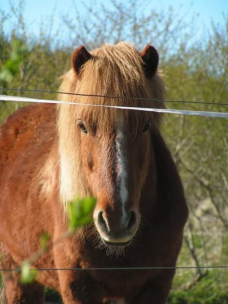 Islænder Logi ( Aflivet ) R.I.P billede 8