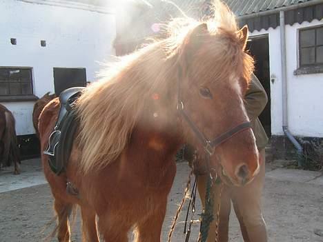 Islænder Logi ( Aflivet ) R.I.P billede 9