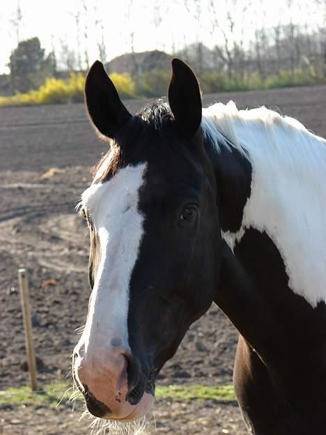 Pinto Sergio Tattani billede 1