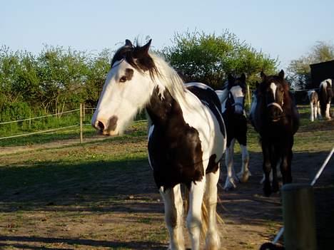 Tinker Irish Swan Ivanhoe Solgt - Skal vi løbe igen... billede 19