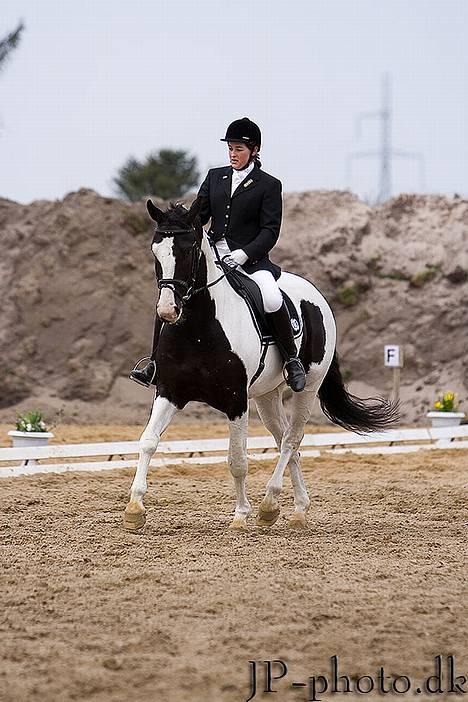 Pinto Sergio Tattani billede 2