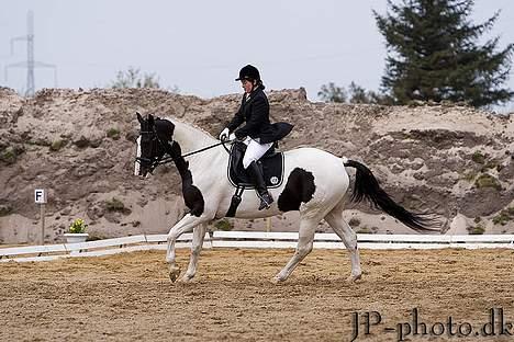 Pinto Sergio Tattani billede 3