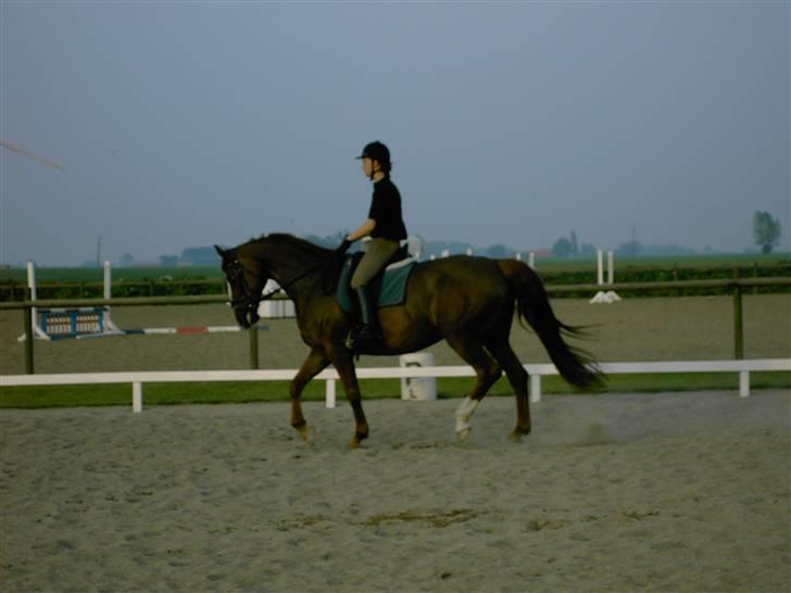 Dansk Varmblod Meldgårds Tequita *SOLGT* - Træning for ca. 4 år siden. billede 1