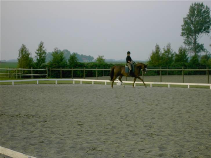 Dansk Varmblod Meldgårds Tequita *SOLGT* - Træning (4 år gammelt) billede 3