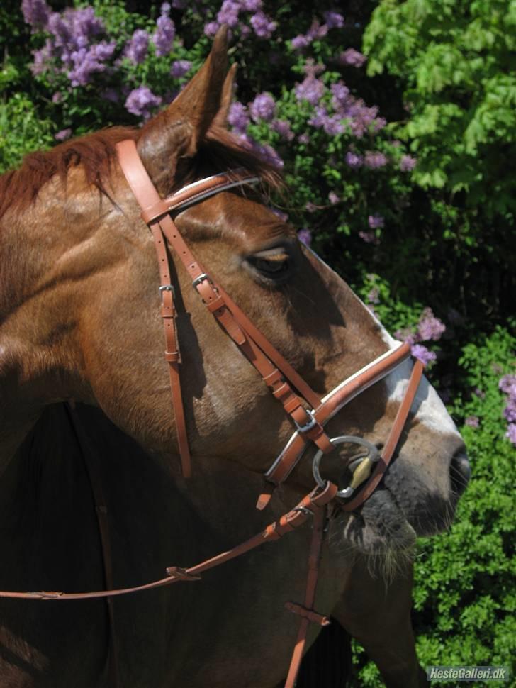 Dansk Varmblod Meldgårds Tequita *SOLGT* - Sommer 2009.  billede 6