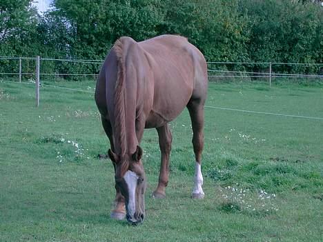 Dansk Varmblod Meldgårds Tequita *SOLGT* - Her er Tequita igang med sin yndlingsbeskæftigelse. billede 10
