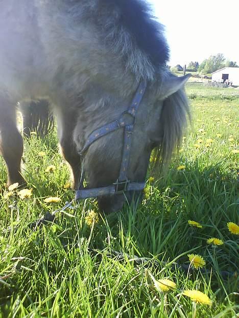 Shetlænder Bison - MMMmmmm....!!!! Det smager altså bare dejligt:) billede 18