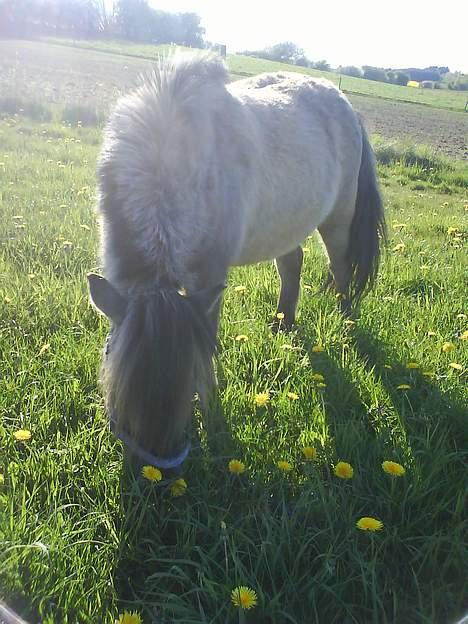 Shetlænder Bison - Han er bare 2tal dejlig:) billede 19
