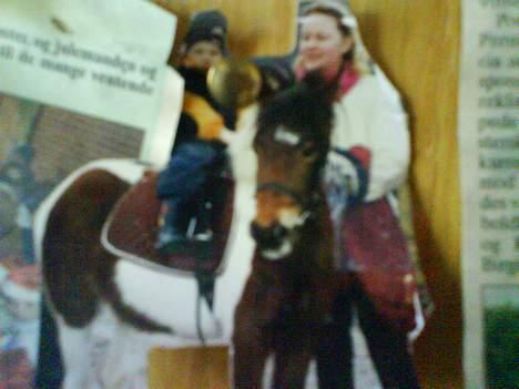Pinto Tamara  - Min mor og Lillebror med Tamara i Belgien:) billede 16