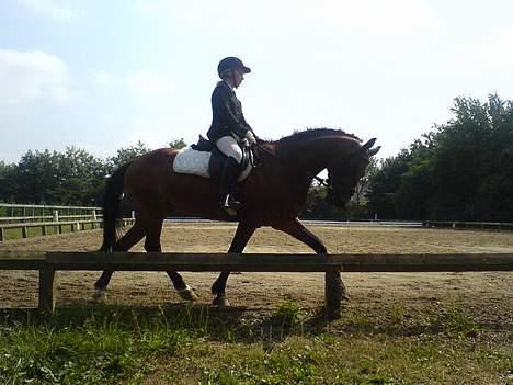 Connemara Disney's Fedtmule SOLGT billede 15