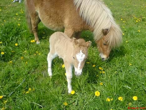 Shetlænder ejendoms bob SOLGT - Bob og Emilia. Dette er Bobs første dag. billede 1