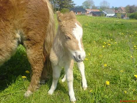 Shetlænder ejendoms bob SOLGT - Bobs første dag sammen med Emilia. billede 3