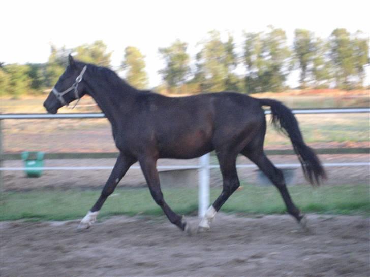 Dansk Varmblod Jalapeño Z - fra 2008 - Jala 2 år gammel billede 9