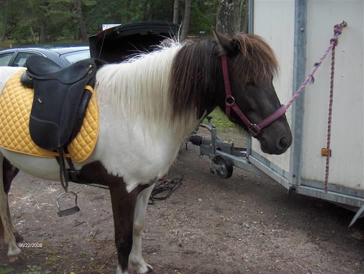 Islænder Hatta fra Rønnekildegaard - efter skovtur. meget våd, det regnede, eller det meste er sved he. hun knokler billede 1
