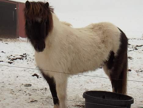 Islænder Hatta fra Rønnekildegaard - Fuld figur og vinterdress billede 2