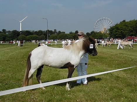 Islænder Hatta fra Rønnekildegaard - Dyrskue som tre års billede 3