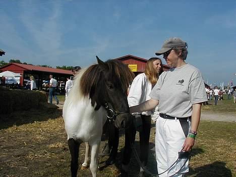 Islænder Hatta fra Rønnekildegaard - Blir fin. Dyrskue 03 billede 4