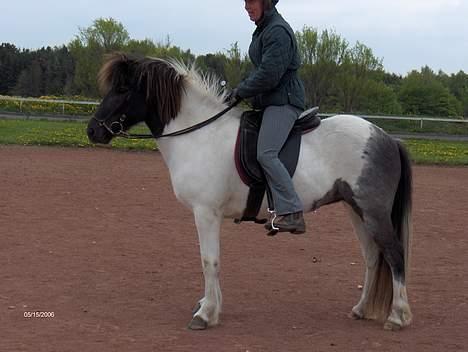 Islænder Hatta fra Rønnekildegaard - Under rytter engang i 06 billede 7