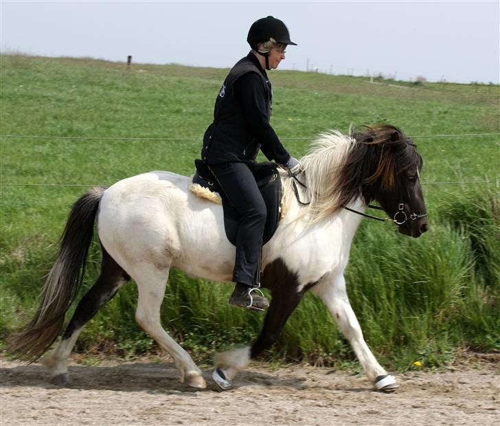 Islænder Hatta fra Rønnekildegaard - Maj 09 trav  billede 8