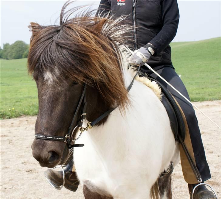 Islænder Hatta fra Rønnekildegaard - Maj 09 Før ridning billede 9
