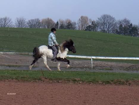 Islænder Hatta fra Rønnekildegaard - Hatta i tölt 2006 på ovalbane, har her været i tilrdining 1 mdr. billede 10