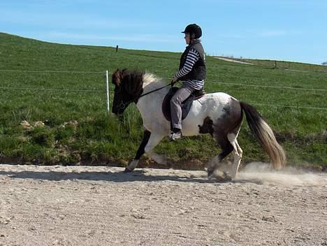 Islænder Hatta fra Rønnekildegaard - Galop hjemme på banen billede 11