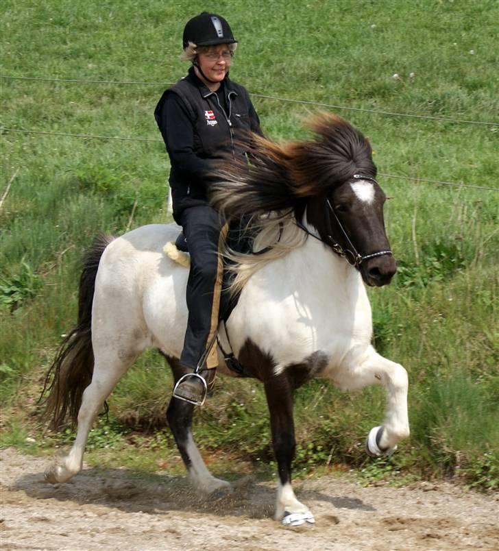 Islænder Hatta fra Rønnekildegaard - Tölt hjemme på banen. maj 09 billede 12