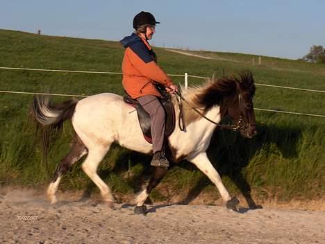Islænder Hatta fra Rønnekildegaard - Trave kan den også billede 13