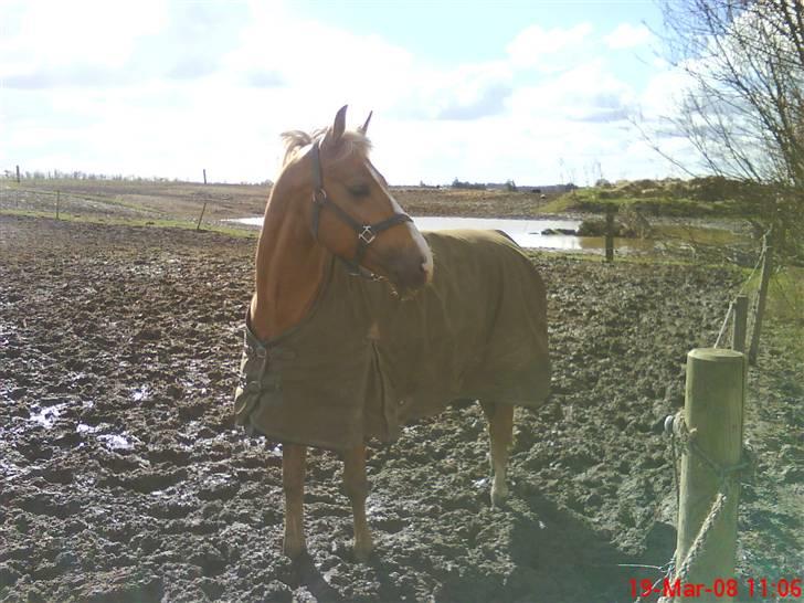 Palomino Golden Casanova - Grisen på mark :)<33 billede 3