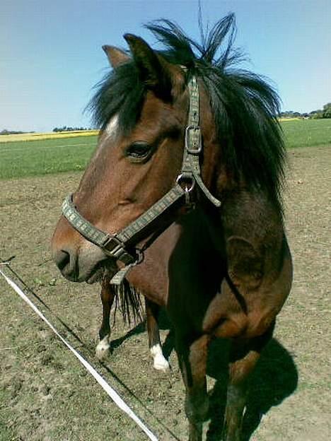 New Forest Starlight billede 10