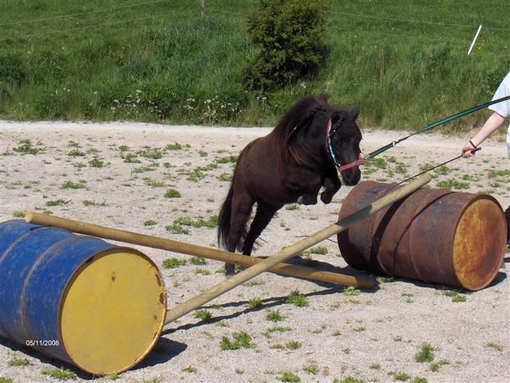 Dansk Miniature La Luna - Luna springer d. 11 maj 08 billede 3
